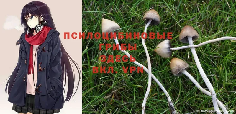 Псилоцибиновые грибы Psilocybine cubensis  где купить наркоту  Кодинск 